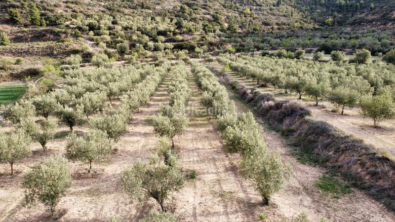 Foto e3c5f634-7ce8-4a3a-934d-a37d1568f410. Finca rústica a Borges Blanques (Les)