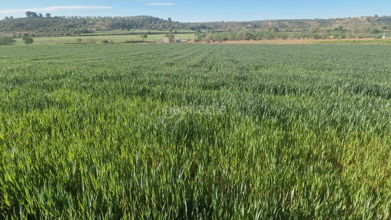 Foto 127f53df-93d2-4340-ab9d-188e5db0599a. Finca rústica a Borges Blanques (Les)