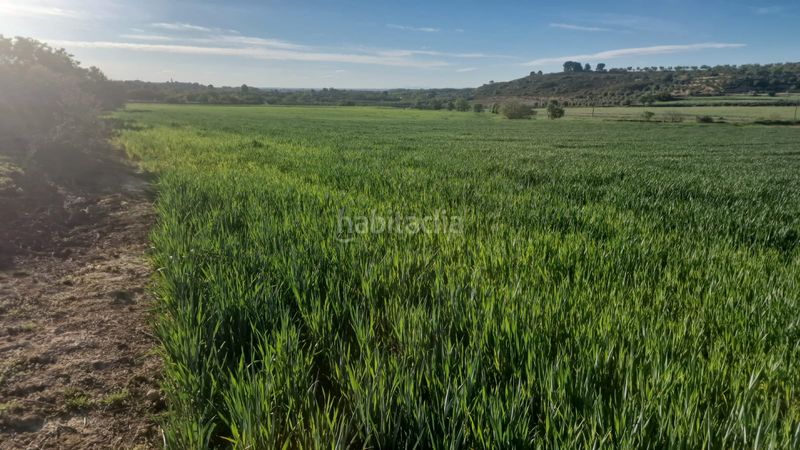 Foto ca25083f-7b9b-437b-ba50-d74f5a2c2d17. Finca rústica a Borges Blanques (Les)