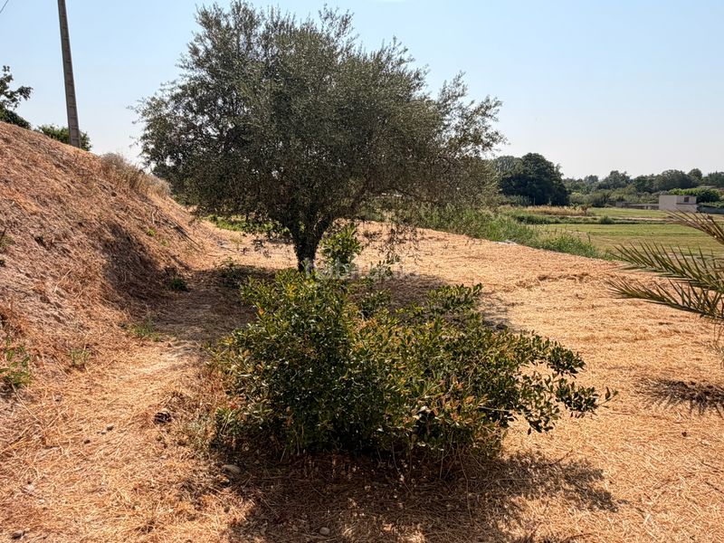 Foto fb23be9b-23b9-4ce6-b582-b97bcb21a3b0. Finca rústica a Borges Blanques (Les)