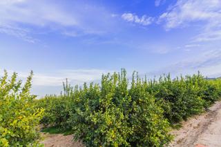 Finca rústica a Benejúzar. Terreno rústico en venta de 9000 m2 2 parcelas en benejúzar.