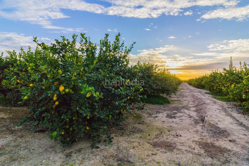 Foto e35a0684-d04d-4a95-b331-1545de3cf563. Fondo rustico in Benejúzar