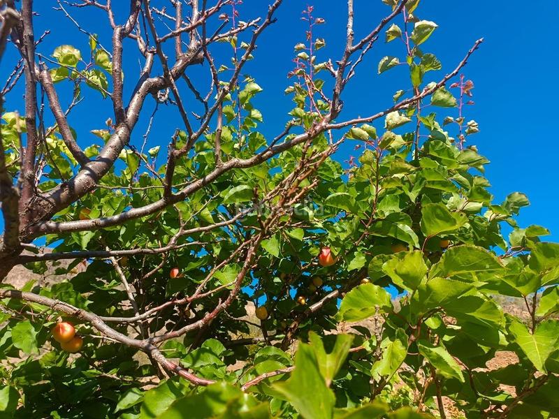 Foto 7c08b6cf-cbb6-4f7b-9f7c-fffc0853903f. Bauernhof in San Bartolomé Interior San Bartolomé de Tirajana