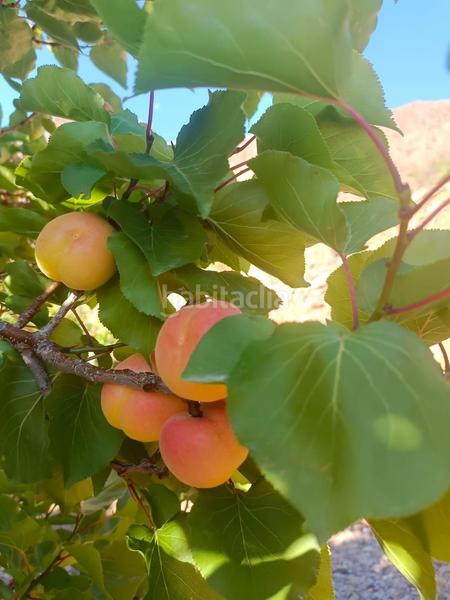 Foto cfa00456-9fe3-4988-a54f-96356346ff0b. Bauernhof in San Bartolomé Interior San Bartolomé de Tirajana