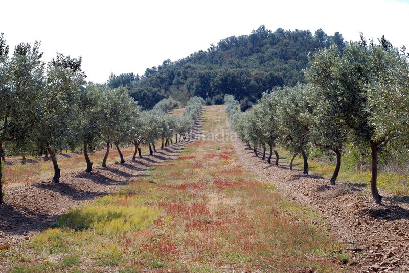 Foto 91365a89-db36-4107-ada7-1e8828c5f158. Finca rústica a Garriguella