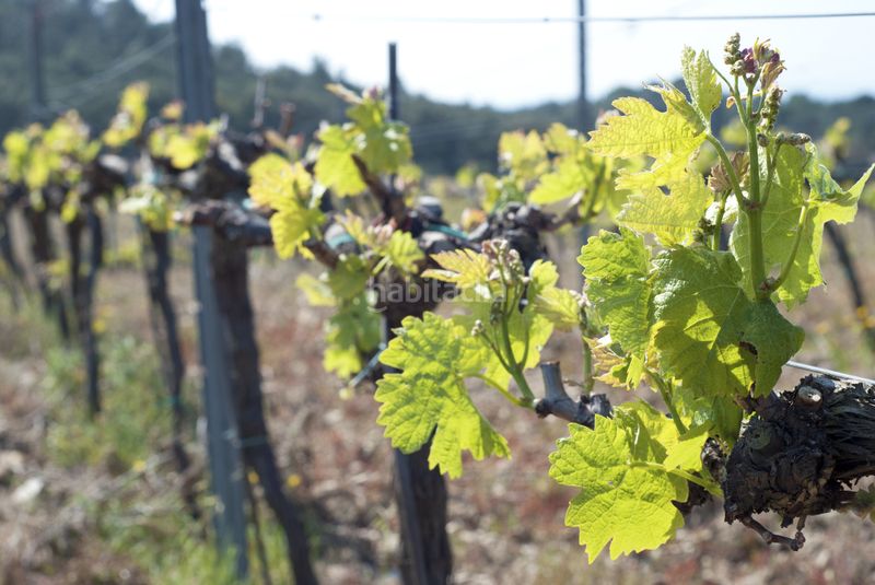 Foto c84e0506-8078-4142-b5f6-1d9e00a559bc. Finca rústica a Garriguella