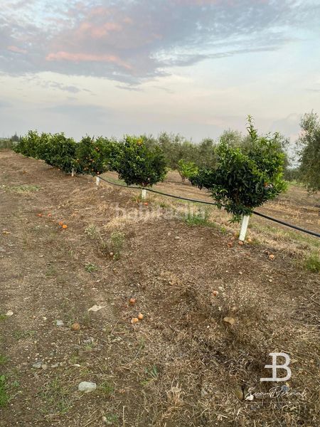 Foto 815d2dbe-cc01-4d54-be19-2656c3ce0884. Xalet amb calefacció aparcament a Selva del Camp (La)