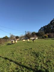 Terrain résidentiel à Barrio Sámano-Helguera