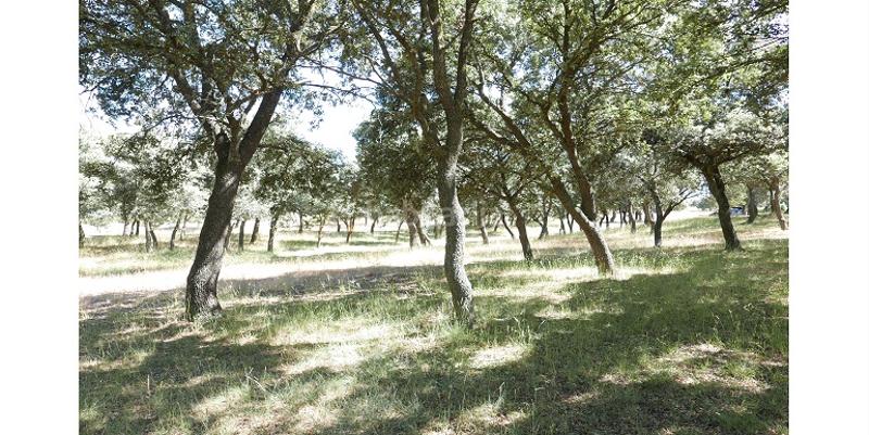 Foto 0359f849-c25c-4a2b-9386-65ca6f1649fe. Fondo rustico in Marugán