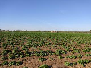 Propriété à Pedanías Norte. Fincautrera. tierra de labor de regadío. dispone de pozo, luz y