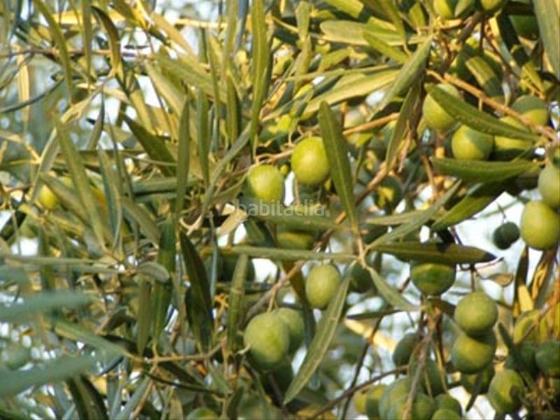 Foto 2c395d01-3c13-4f9f-93d5-701c39c5f9d7. Finca rústica olivar de riego en Pedanías Sur Utrera