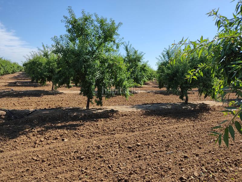 Foto 5de95ed1-928e-454d-afbc-ca4b7769d70c. Finca rústica vendo finca rústica de almendros, en Utrera