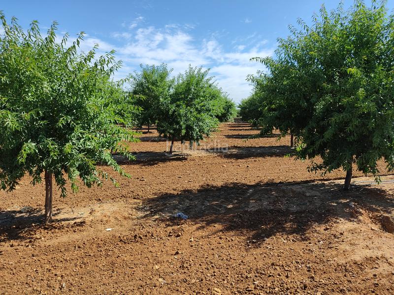 Foto 656286b6-0c7d-41c2-92ae-97964a289386. Finca rústica vendo finca rústica de almendros, en Utrera