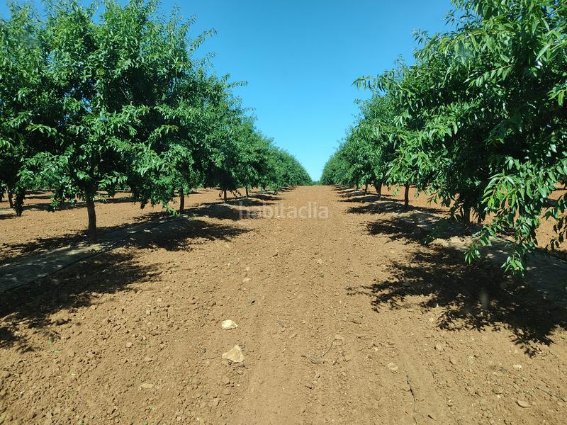 Foto 6e83f7e4-29b5-4ccf-9cfb-976708a12812. Finca rústica vendo finca rústica de almendros, en Utrera