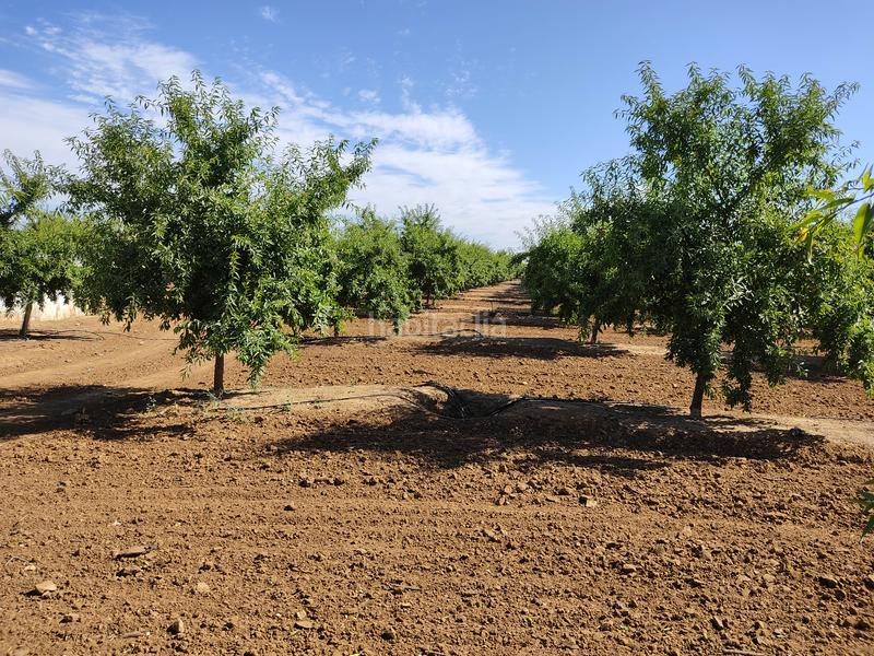 Foto 9351c3e3-2c19-4874-86a5-0abde578dda0. Finca rústica vendo finca rústica de almendros, en Utrera