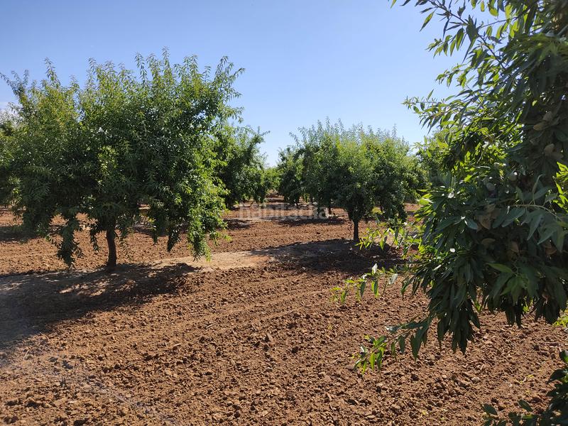 Foto 96434080-0657-47cc-8a36-d06c93e5950f. Finca rústica vendo finca rústica de almendros, en Utrera