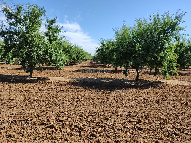 Foto 9bcd0fa5-a5a5-4bd6-a664-7dca1c12cc3e. Finca rústica vendo finca rústica de almendros, en Utrera
