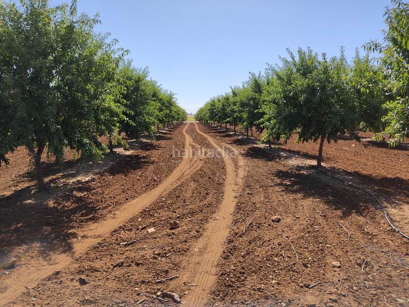 Foto f87a9c75-1409-4ed9-be6f-e361b257a72b. Finca rústica vendo finca rústica de almendros, en Utrera