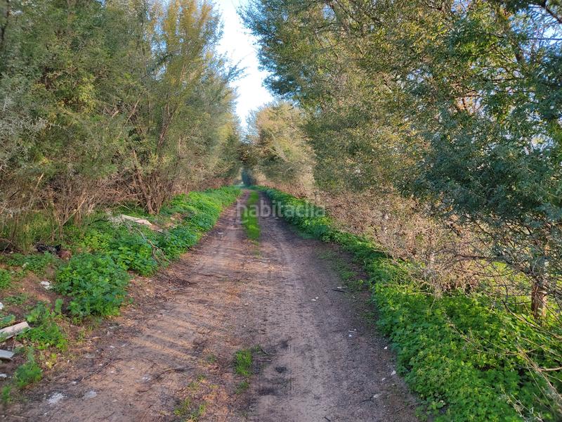 Foto fe551cdd-45a8-4b5e-a03d-86146fd18e6a. Finca rústica vendo finca rústica próxima a (sevilla) en Utrera