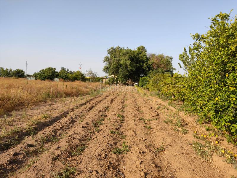 Foto 1dc1f60e-42a3-444e-82de-866247fd09f1. Finca rústica vendo finca rústica con chalet próximo a en Utrera