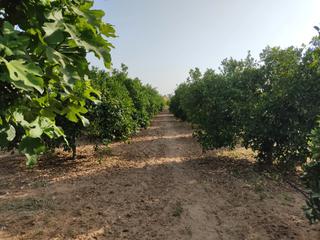 Propriété à Pedanías Norte. Vendo finca rústica con chalet próximo a utrera