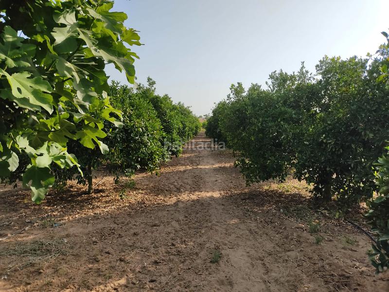 Foto ca377457-9e61-4b75-9abf-9d95acecc002. Finca rústica vendo finca rústica con chalet próximo a en Utrera