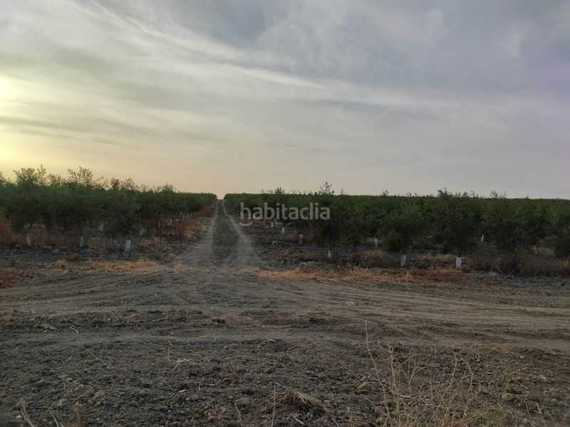 Foto 0c40e33d-ef16-4557-89ac-b81c17314dcb. Finca rústica a Pedanías Sur Utrera
