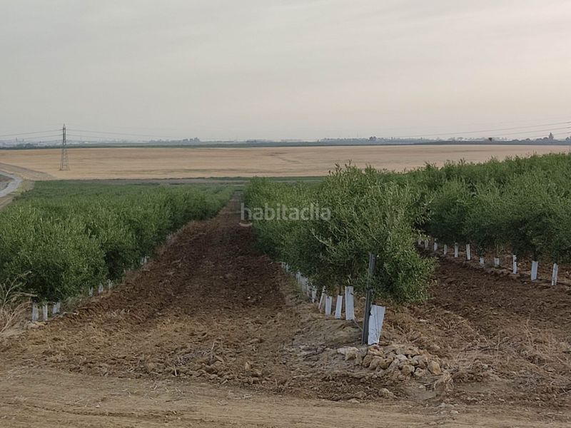 Foto 0dd0e7a8-3fe0-4afd-911b-0a37dfbd2d1b. Finca rústica a Pedanías Sur Utrera