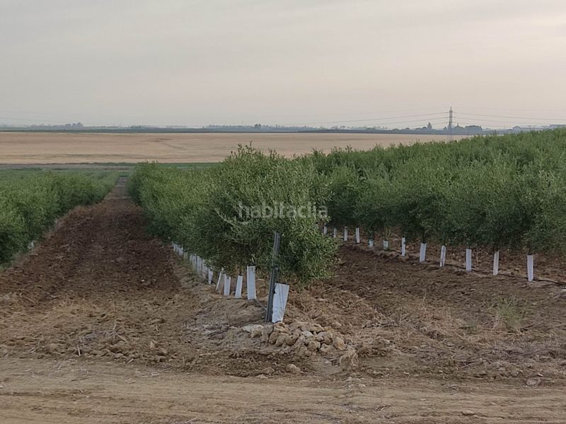 Foto 165393e2-b471-40ae-b8d0-5fe190452ba4. Finca rústica a Pedanías Sur Utrera