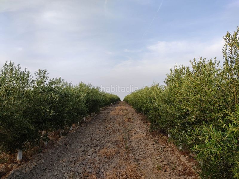 Foto 4efbff5c-e216-48c6-9a59-285121aa3913. Finca rústica a Pedanías Sur Utrera