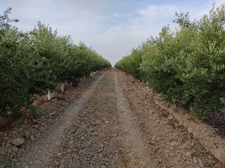 Fondo rustico in Pedanías Sur. Finca rústica olivar superintensivo en utrera