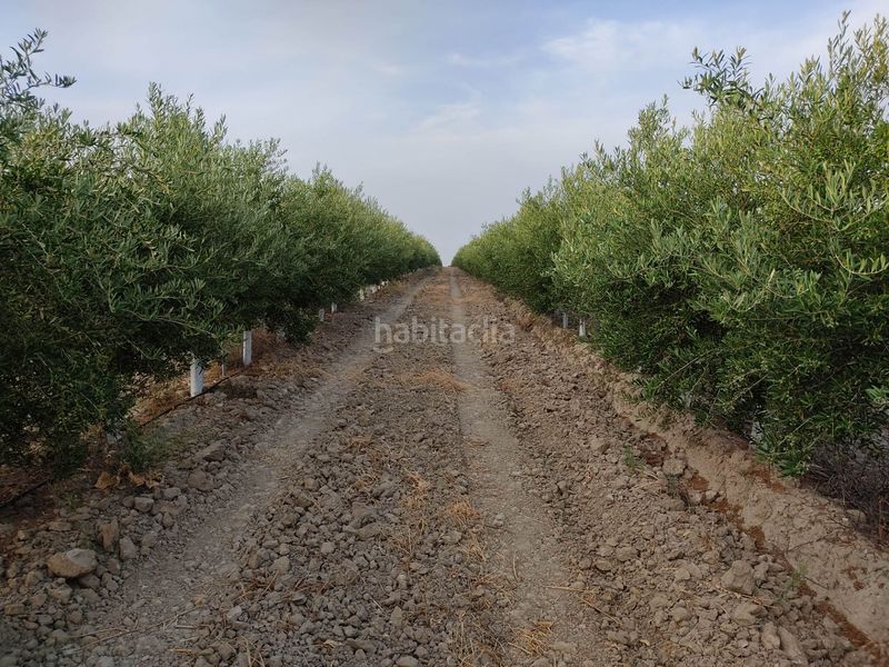 Foto 8a51c769-ad87-42e5-93b5-0dc25e123abe. Finca rústica a Pedanías Sur Utrera
