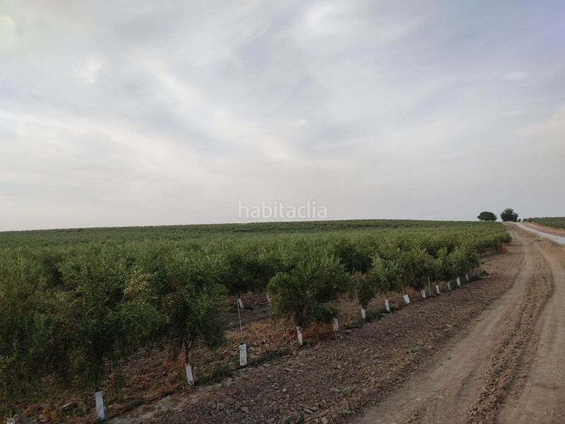 Foto bd368151-3c33-4d7b-8398-adda4be98ce2. Finca rústica a Pedanías Sur Utrera