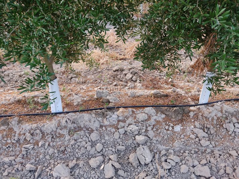 Foto d92e8bbc-0f62-4033-b2d9-7a6bca1ff21c. Finca rústica a Pedanías Sur Utrera