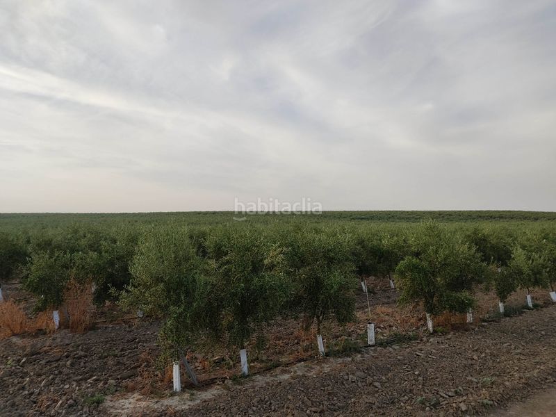 Foto daacc15e-60d9-427d-9087-cc471dbfc4f4. Finca rústica a Pedanías Sur Utrera