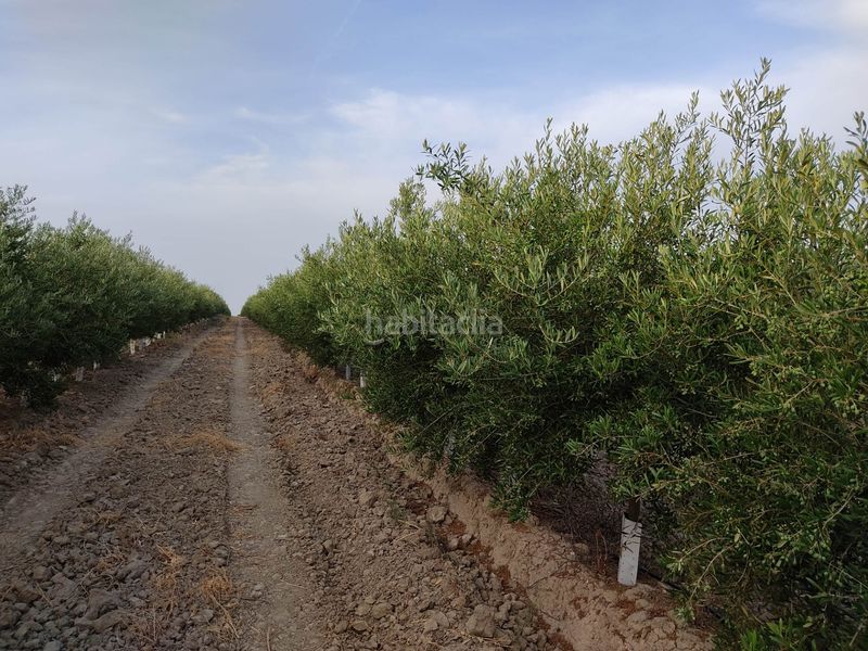 Foto dd5289ef-630b-456a-bcd7-f3f9f3cbe82b. Finca rústica a Pedanías Sur Utrera