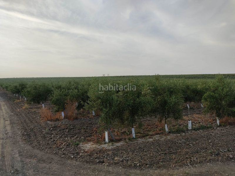 Foto eb356bf7-e76b-4d34-b9ea-804b991eb76e. Finca rústica a Pedanías Sur Utrera