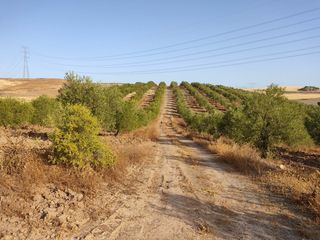 Landgut in Pedanías Sur. Venta olivar secano, 7,6 ha.