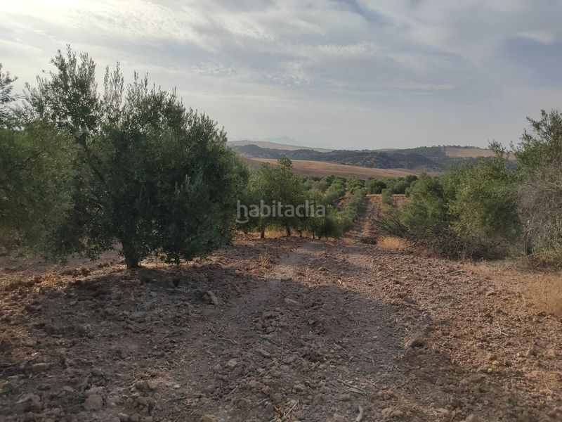 Foto e3ec0153-b1f9-40e8-b943-7ee2ef791bef. Finca rústica a Pedanías Sur Utrera