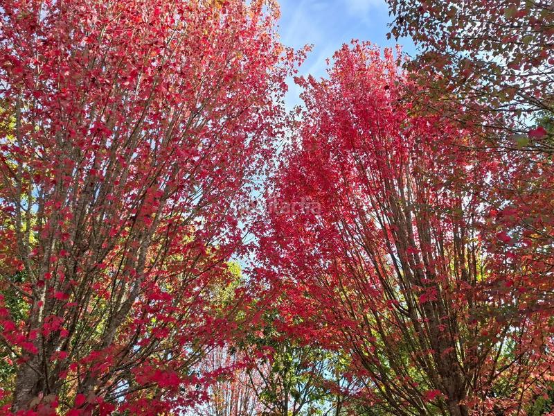 Foto e2bd0e9a-6973-46fd-8926-f7105fb164f4. House with heating in Ventiun Ourense