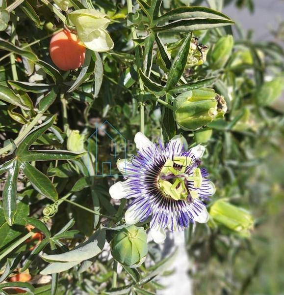 Foto 4f1b5e04-a0c3-4765-8431-b8a1e922791d. Casa in Amoeiro