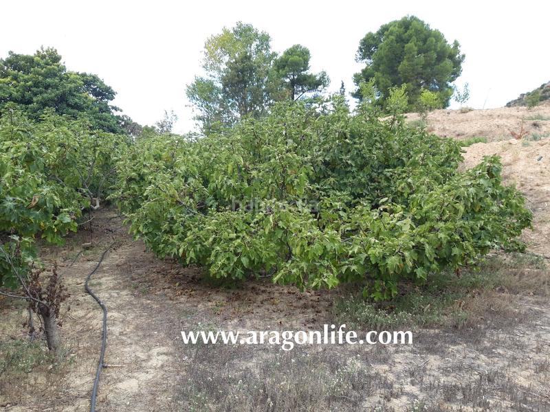 Foto 08c14080-cea0-4653-b5fa-0dd321f769d8. Finca rústica a Caspe