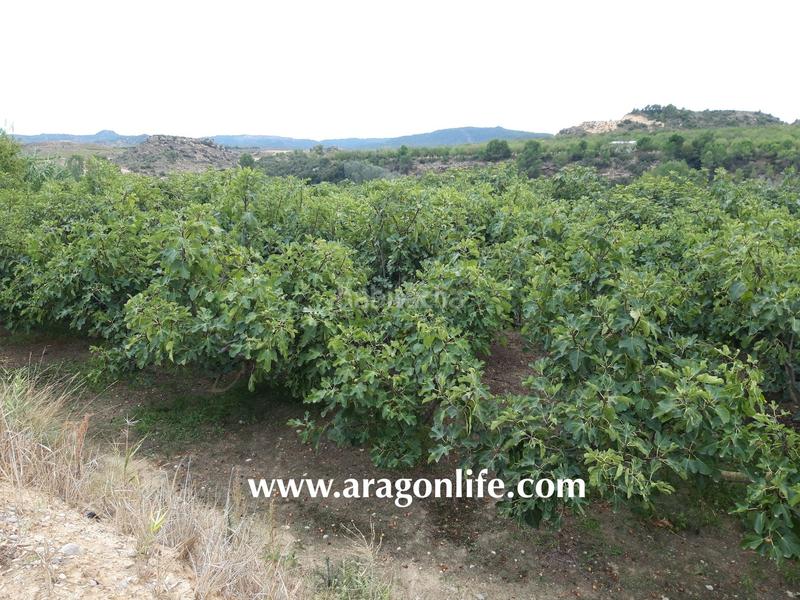 Foto 2a98b741-a456-47a4-b067-8093ad4ce1f5. Finca rústica a Caspe
