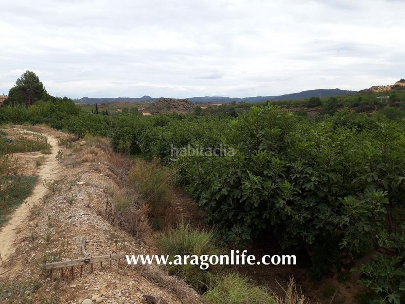 Foto 676e85bf-669e-498e-95bd-4e9084c154ba. Finca rústica a Caspe