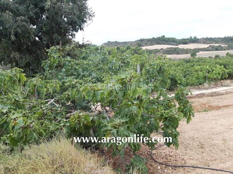 Foto 6e0a42f0-79fd-4a44-a258-eb0441c08489. Finca rústica a Caspe