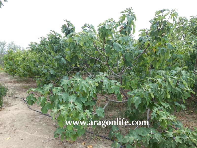 Foto 7cb9f67e-fcb7-4869-882b-912aabf2a92d. Finca rústica a Caspe