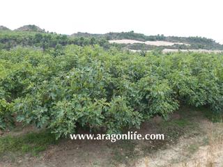 Finca rústica a Caspe. Finca ecológica para vivir y para iniciar un negocio