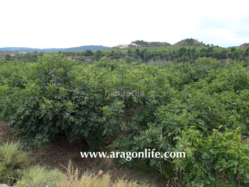 Foto 84dcf112-e508-4714-b5e2-7507b5613438. Finca rústica a Caspe