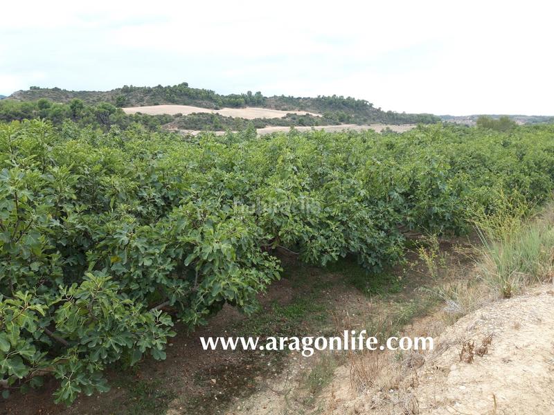 Foto 91a1568b-3b9a-4826-a693-d5b2a8bd2cb3. Finca rústica a Caspe