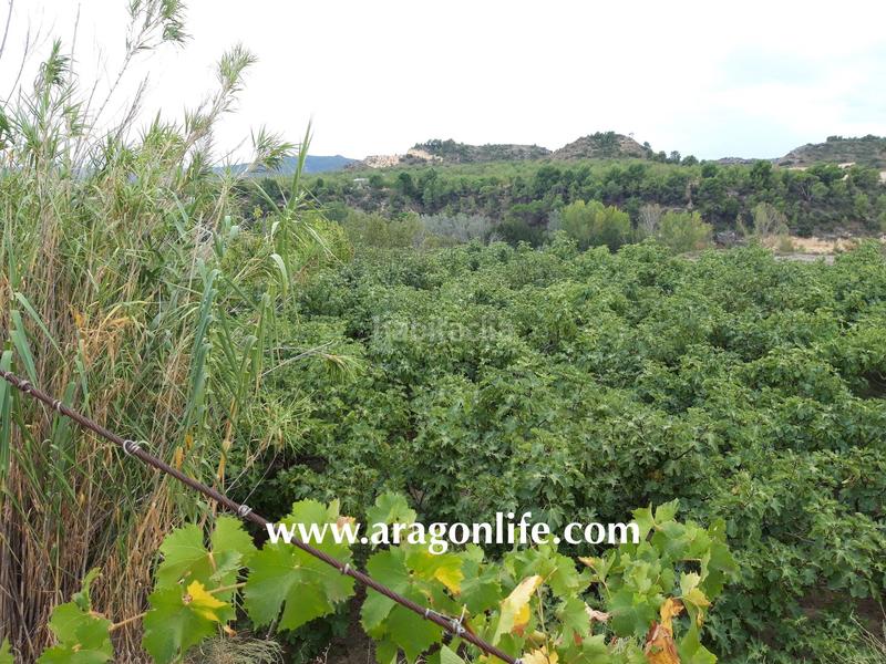 Foto 9dfe210b-d3b2-450a-a0f5-20bd88ce2729. Finca rústica a Caspe